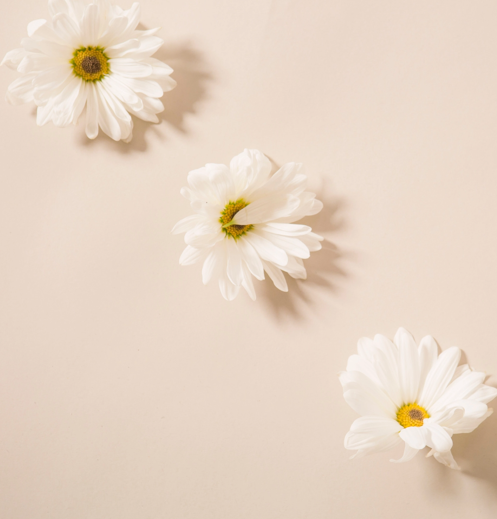 Psychotherapie, Jonida cepani